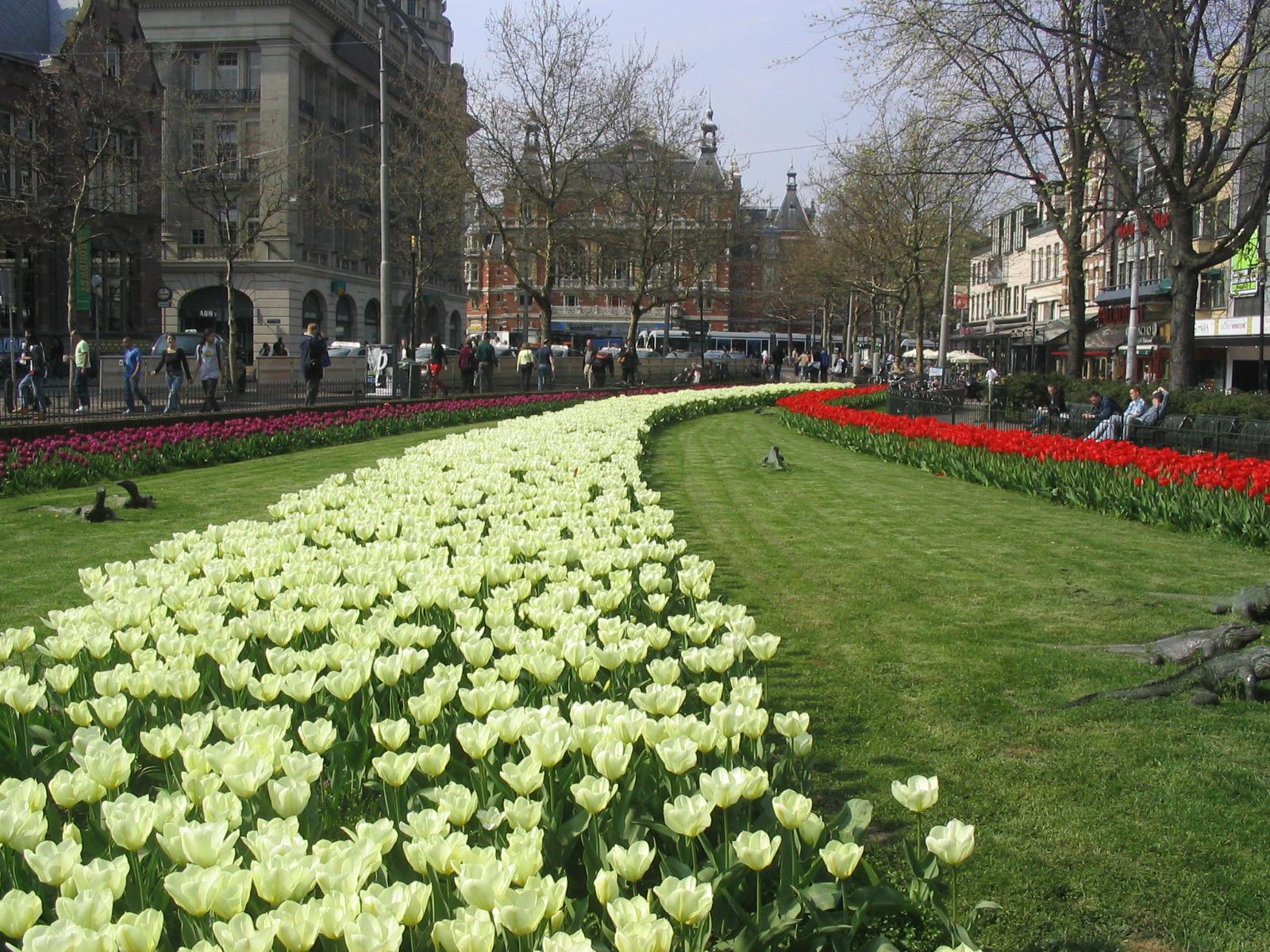 Como toda Holanda la ciudad es famosa por sus coloridos tulipanes